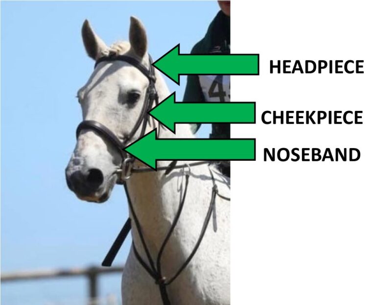Recap on parts of the bridle and saddle RDA Learning